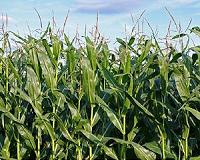 First African study on biodiversity in genetically modified maize finds insects abundant