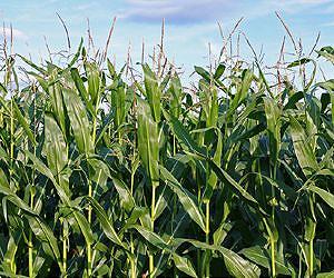 A Corny Turn for Biofuels from Switchgrass