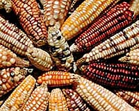Transgenic Maize Is More Susceptible To Aphids