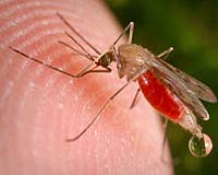 Discovery Of Key Malaria Proteins Could Mean Sticky End For Parasite