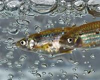 Ultra-realistic robot proves there's more than one way to scare a fish