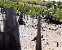 Invest in nature today, save trillions tomorrow: study