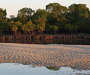 'Father of Mangroves' fights for Pakistan's forests
