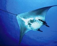Off the hook: Manta ray asks divers for helping hand
