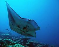 Indonesia announces world's biggest manta ray sanctuary