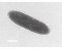 Unique oil-eating bacteria found in world's deepest ocean trench