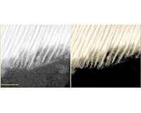 Naturally occurring 'batteries' fueled organic carbon synthesis on Mars