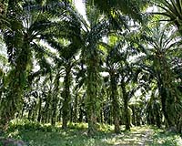 Ecologists Warn Biofuels And Biodiversity Don't Mix