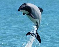 SeaWorld staffer allegedly spied on animal rights group
