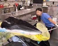 Australia's Turnbull tells Abe of 'deep disappointment' over whaling