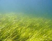 Researchers sequence seagrass genome, unlocking valuable resource