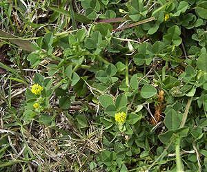 Genome sequence sheds new light on how plants evolved nitrogen-fixing symbioses