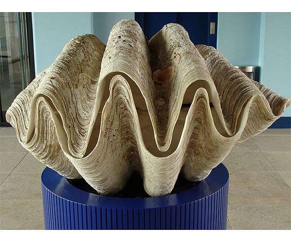 Giant clam declared critically endangered after the latest assessment