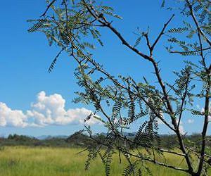 Gasification may convert mesquite and juniper wood to a usable bioenergy