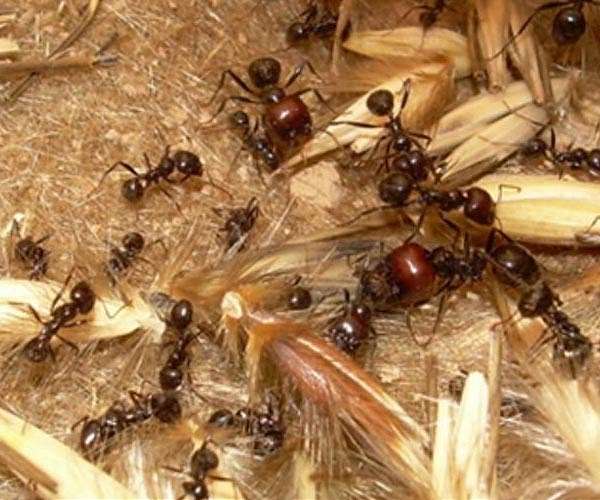 Ants help reveal why sourcing different plants for eco fuels is crucial for biodiversity