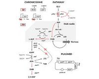 Engineered bacterium produces 1,3-diaminopropane