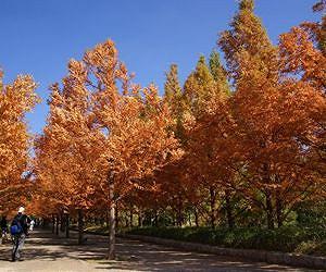 Russia decodes ancient dawn redwood DNA