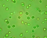 Green Energy From Algae