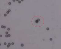 Microscale rockets can travel through cellular landscapes with precision