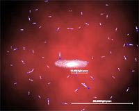 New Measurements Reveal A Slimmer Milky Way