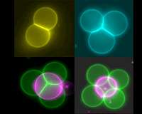 New geometric shape helps cells efficiently pack, organize themselves
