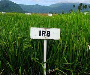 Carbon dioxide could reduce crop yields