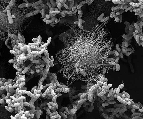 What drives ecosystems to instability?