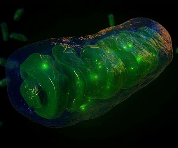 Scientists reveal how our cells' leaky batteries are making us sick
