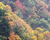 China sews forests from tree-starved areas