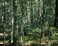 Eastern US forests more vulnerable to drought than before 1800s