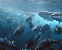 States to decide fate of depleted bigeye tuna