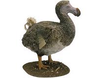 Dodos might have been quite intelligent, new research finds