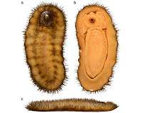 This spiny slug blazed a trail for snails