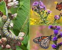 Butterflies, the unlikely victims of Trump's border wall
