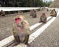 Monkeys rampage in Indian capital