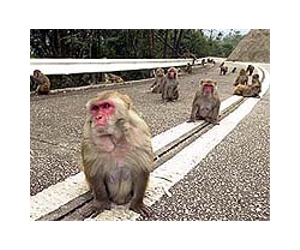 Birth control prescribed for Hong Kong monkeys