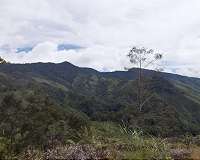 Persistent tropical foraging in the New Guinea highlands