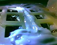 Moon sees first cotton-seed sprout