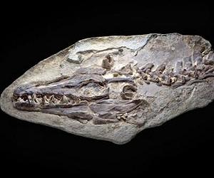 New technique for filling gaps in fossil record