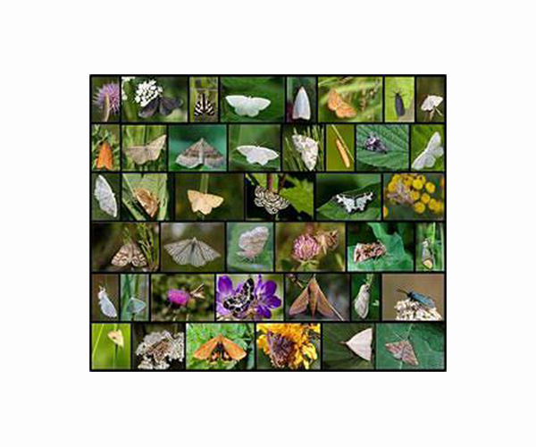 Ailing New Zealand butterfly collector gives away life's work