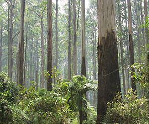 Forest structure, services and biodiversity may be lost even as form remains
