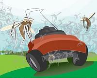 Mowing dry detention basins makes mosquito problems worse, team finds