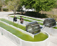 Photosynthetic Energy From Plants And Algae