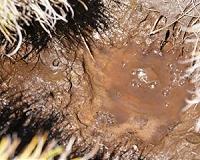 Subsurface carbon dioxide storage: Risks for biogeochemical cycles in the soil