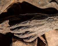 Smallpox, once thought an ancient disease, may have emerged in more recent times