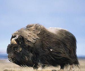 Prof Helping To Unravel Causes Of Ice Age Extinctions