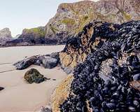 Infectious cancer affecting mussels spread across the Atlantic