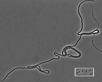 Mutant bacteria that keep on growing