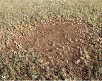 Ants living in the Australian desert are ready for 'insect Armageddon'