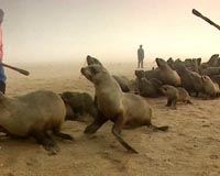 Pair convicted in Namibia for filming seal hunt